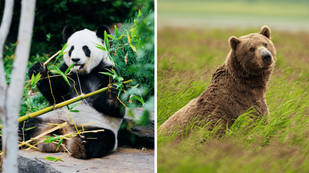 Panda vs Bear: Are Pandas Really Bears?