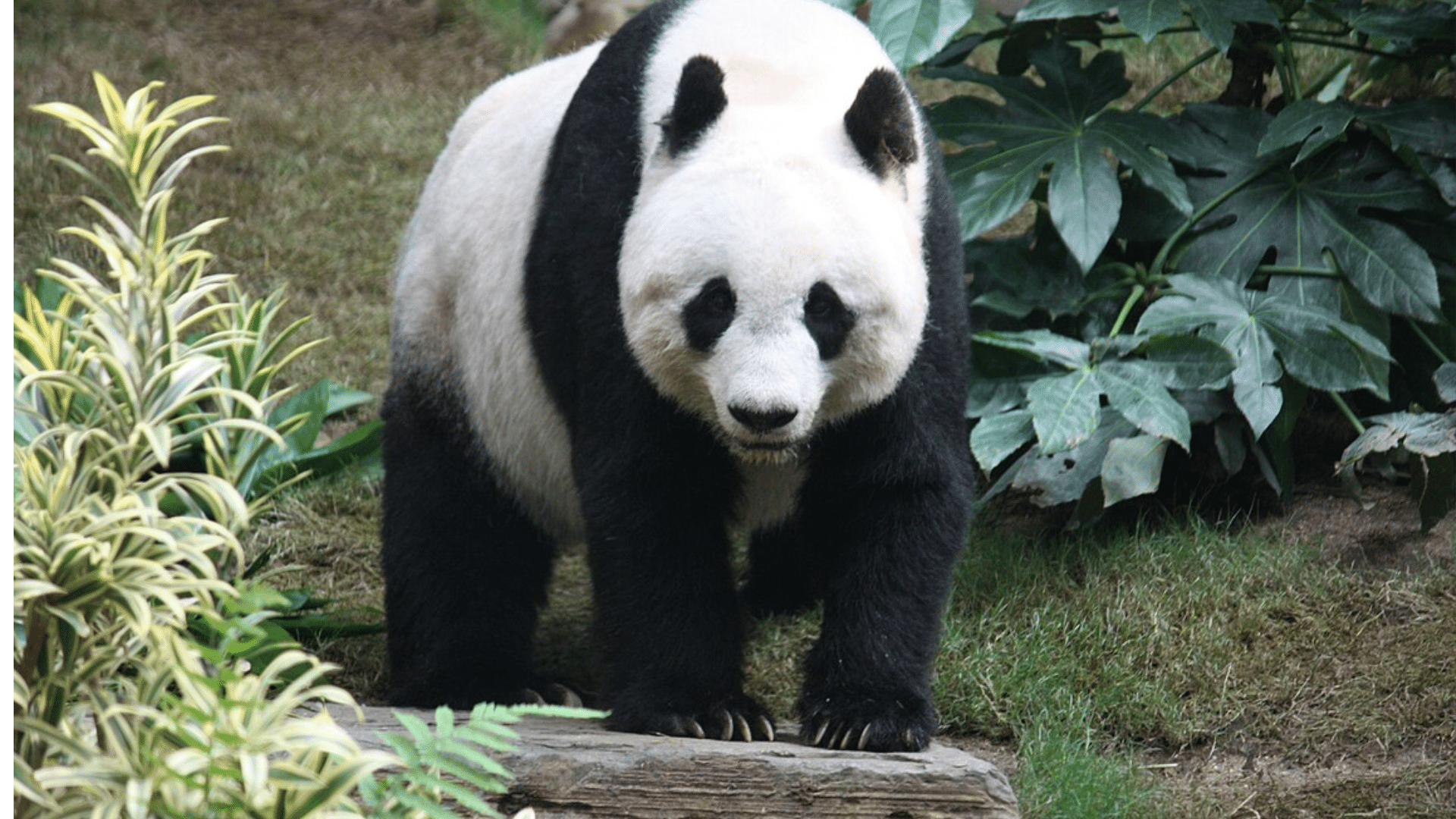Panda