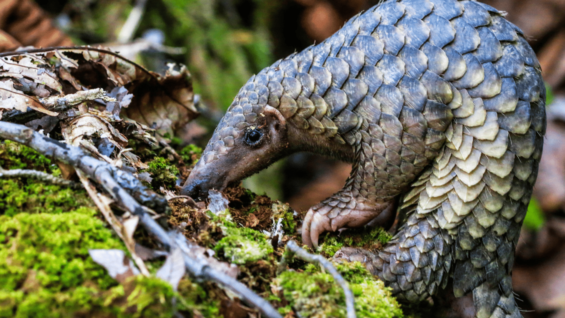 Pangolin