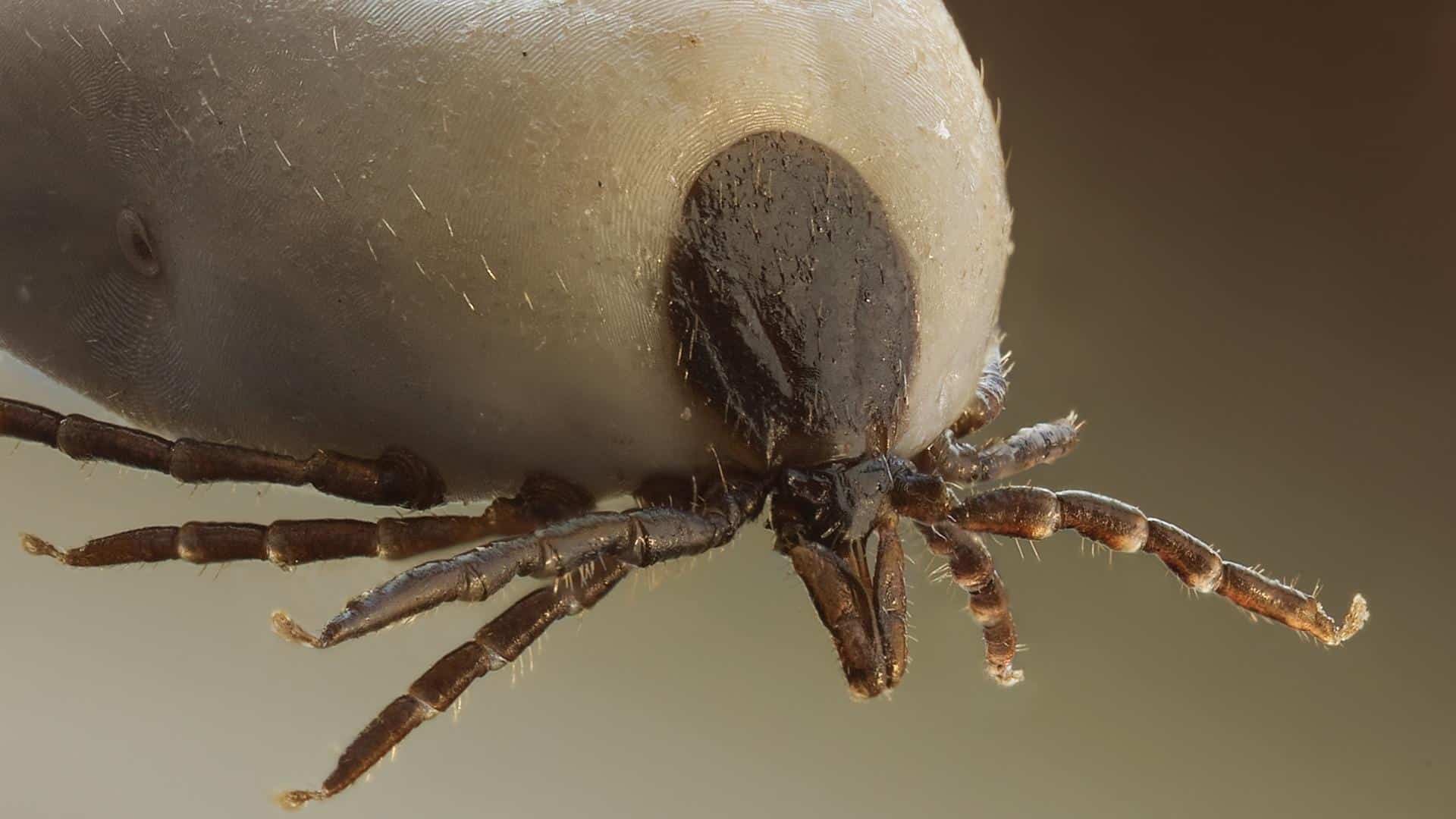 Paralysis Tick