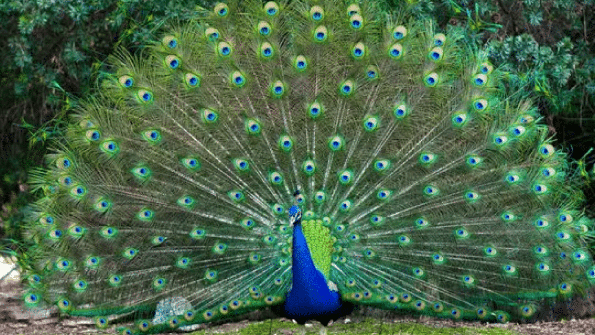 Peacock