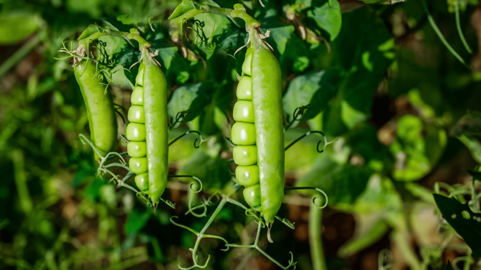 Peas: The Nitrogen Troublemaker