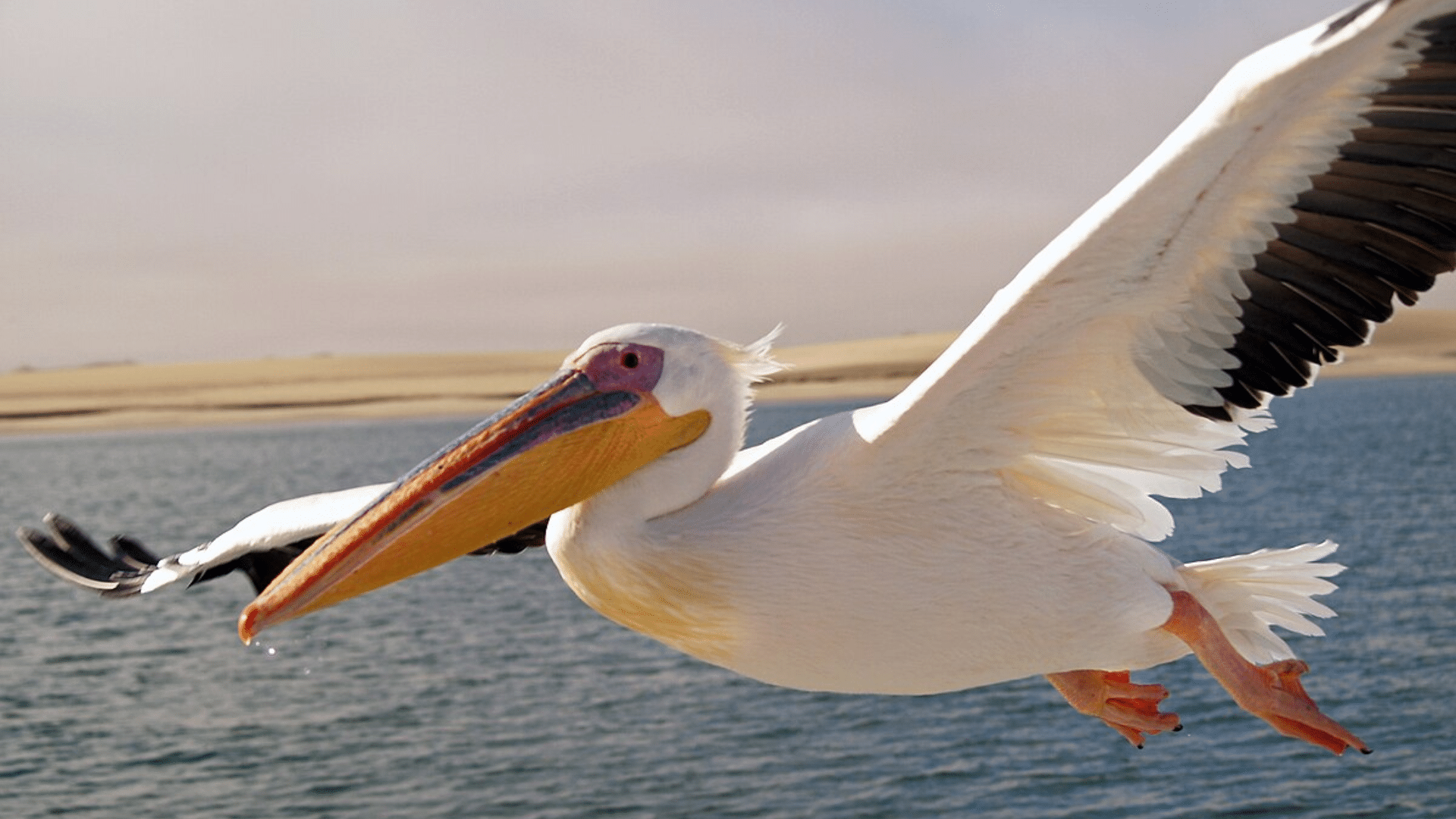 Pelican