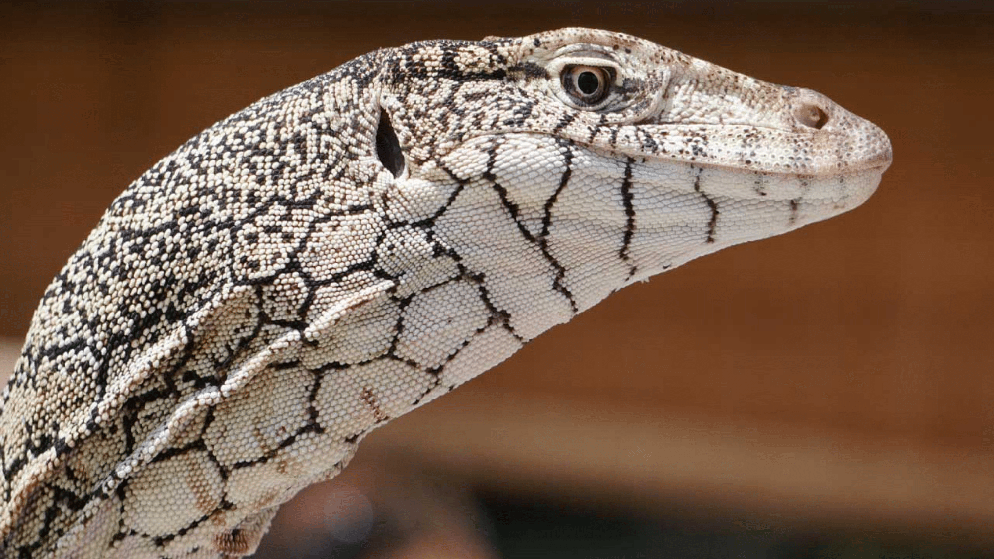 Perentie Monitors