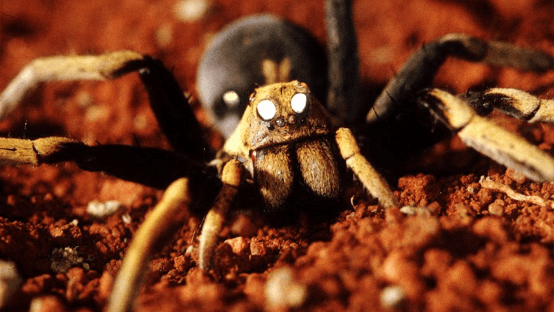 Physical and Behavioral Patterns of a Wolf Spider
