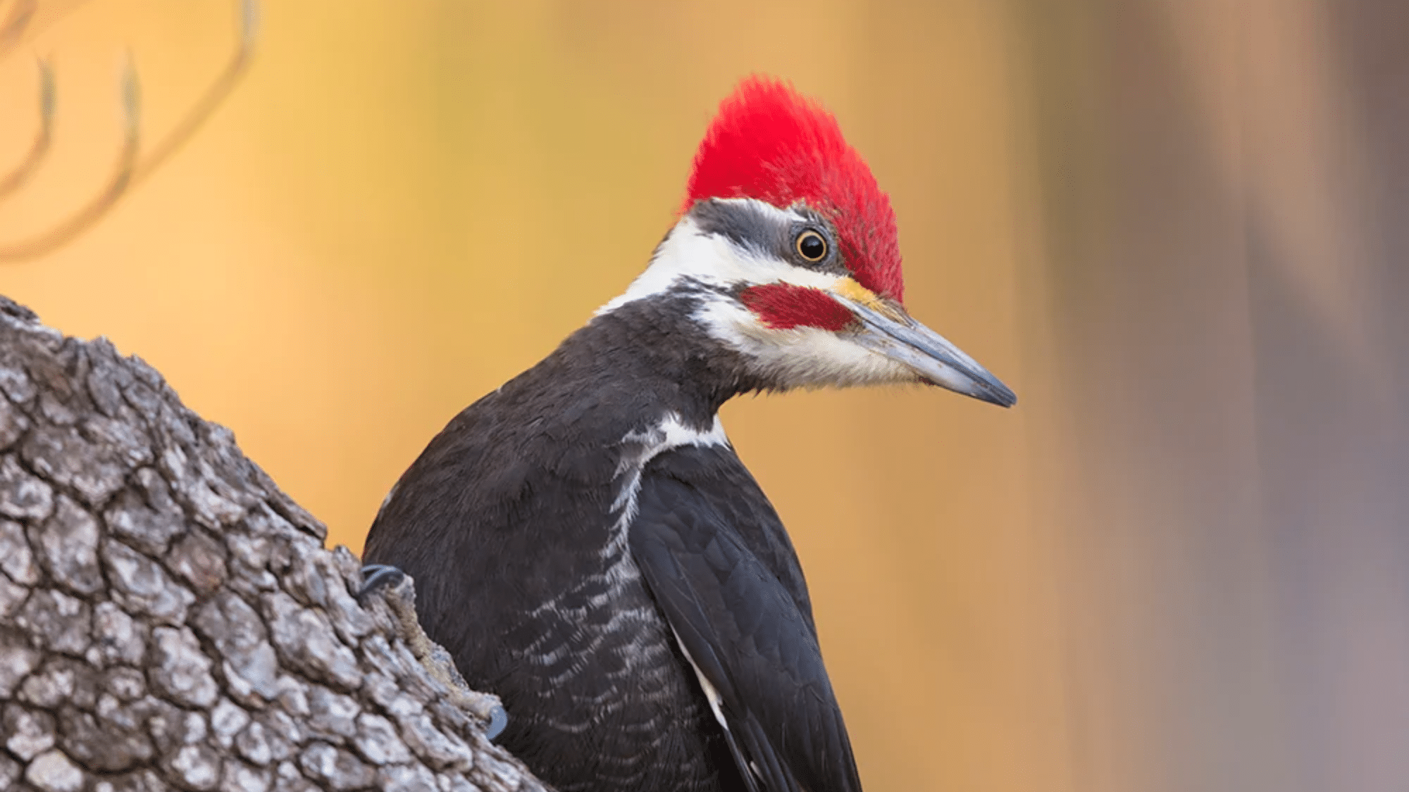Pileated Woodpeckers