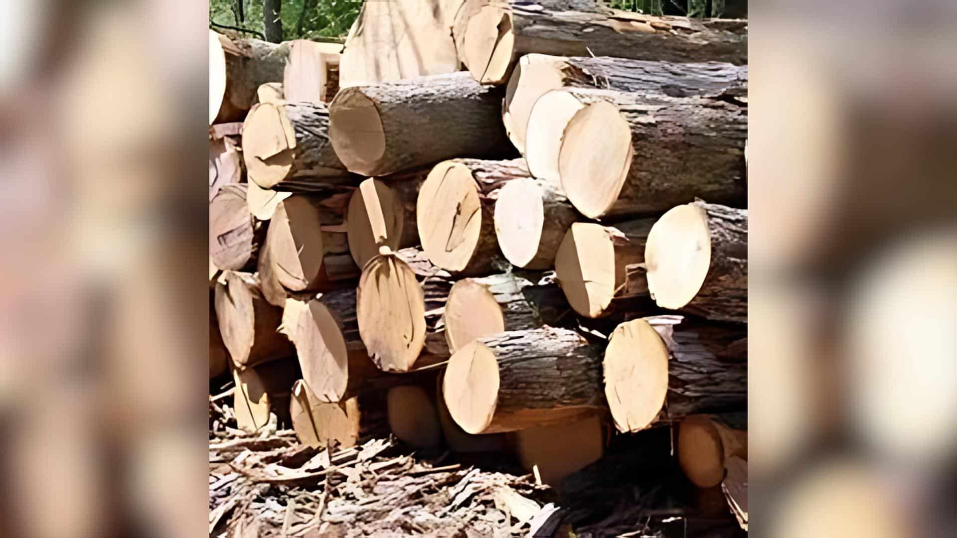Pine