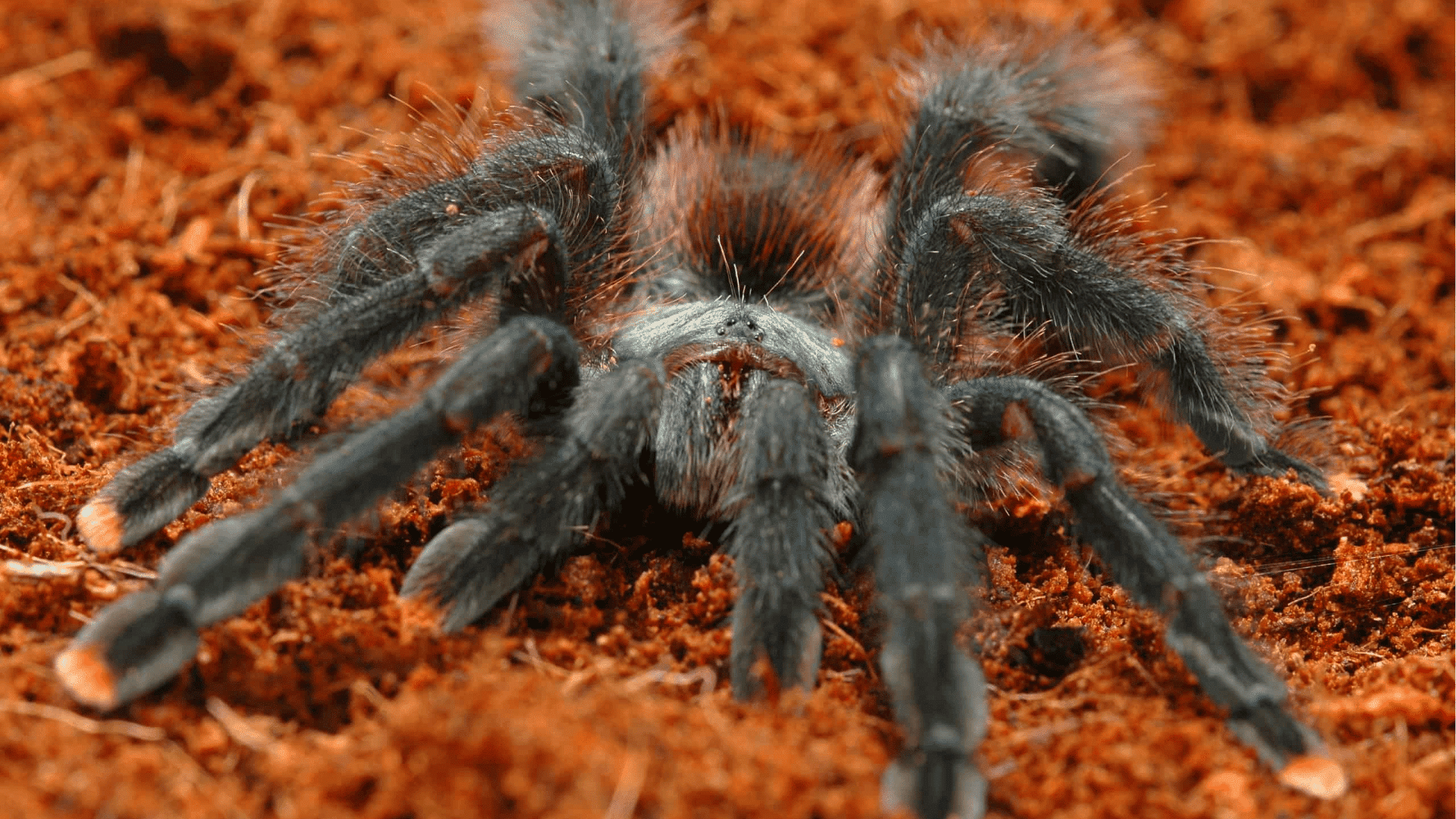 Pink Toe Tarantula (Avicularia Avicularia)
