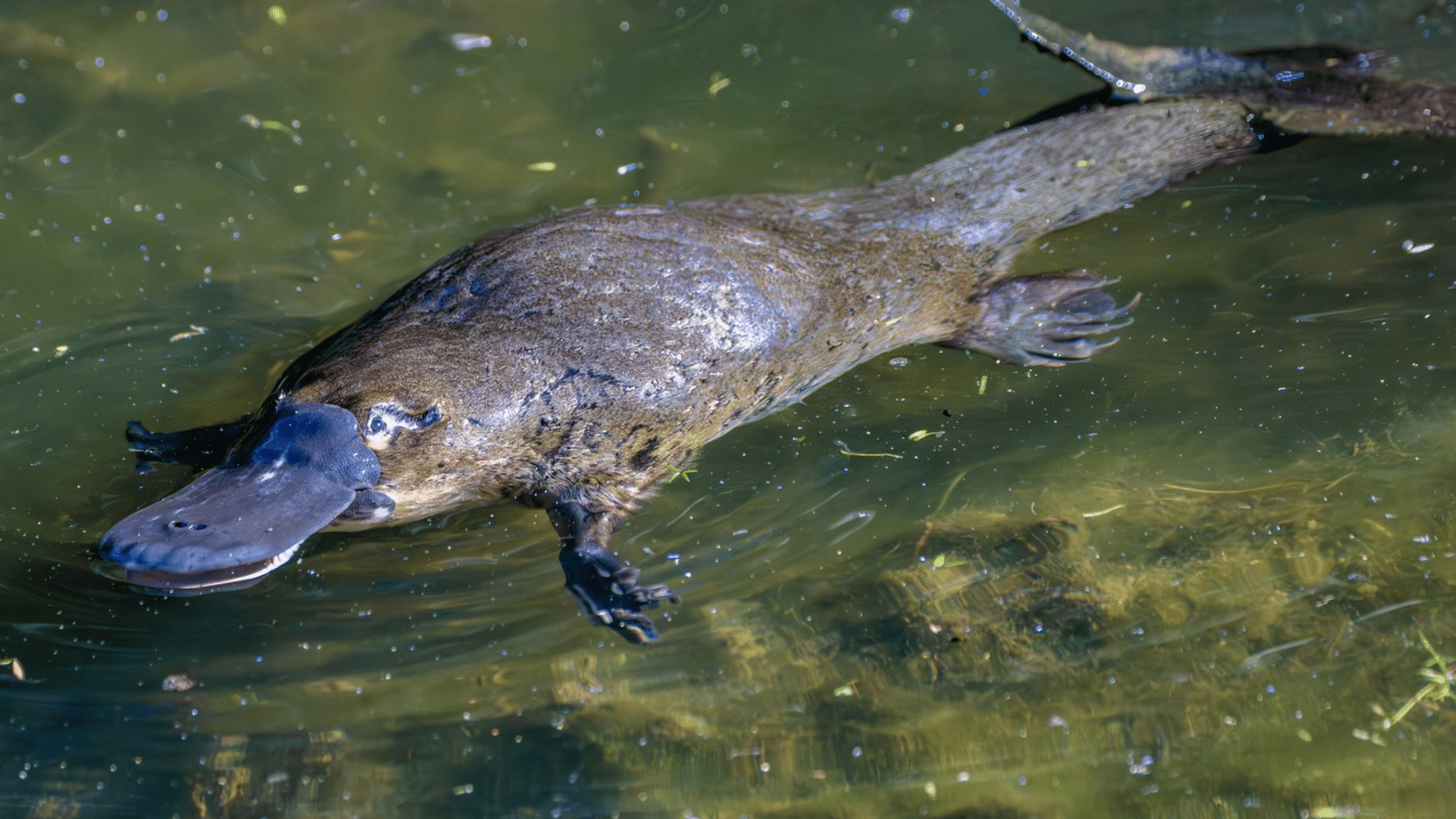 Platypus