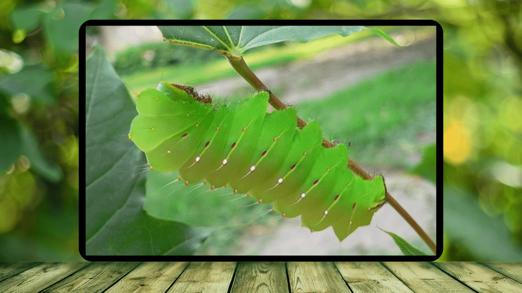 Meet Antheraea Polyphemus: The Giant Caterpillar