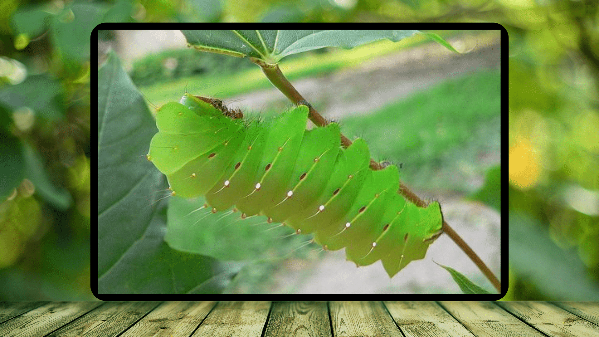 Meet Antheraea Polyphemus: The Giant Caterpillar