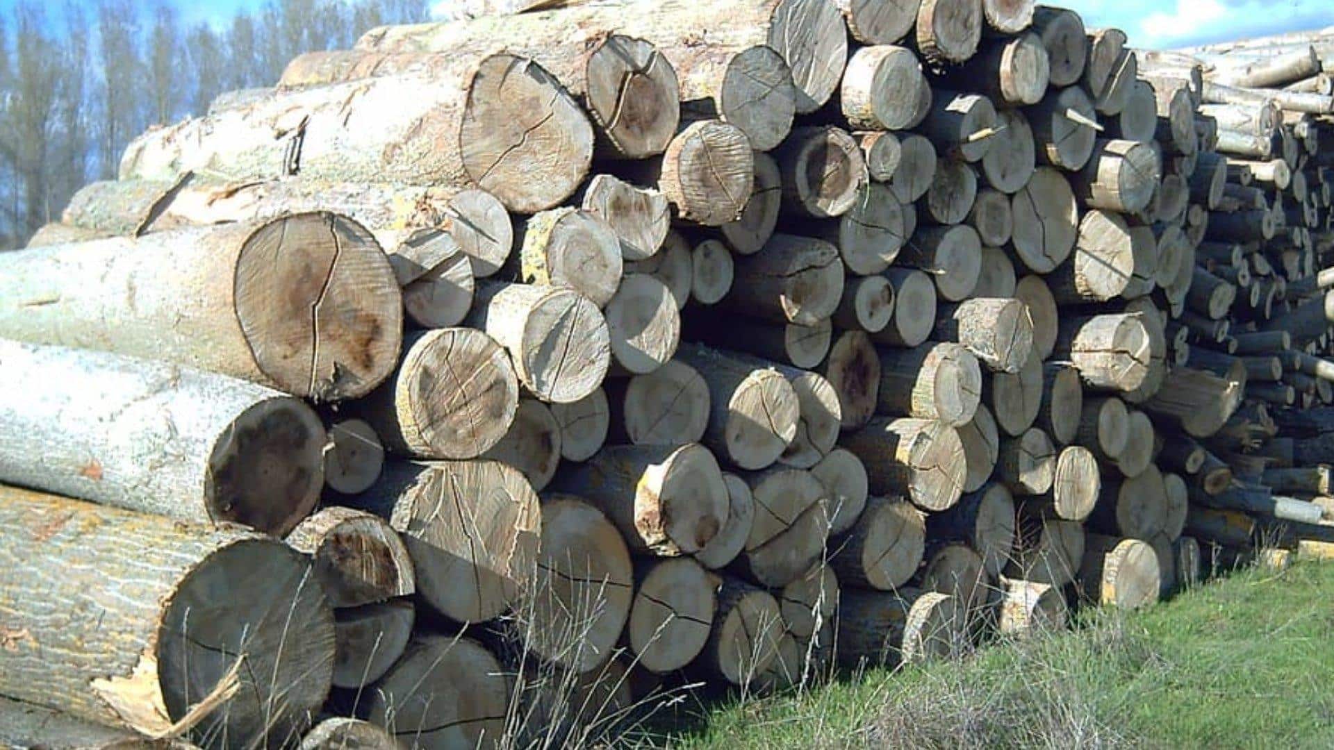 Poplar