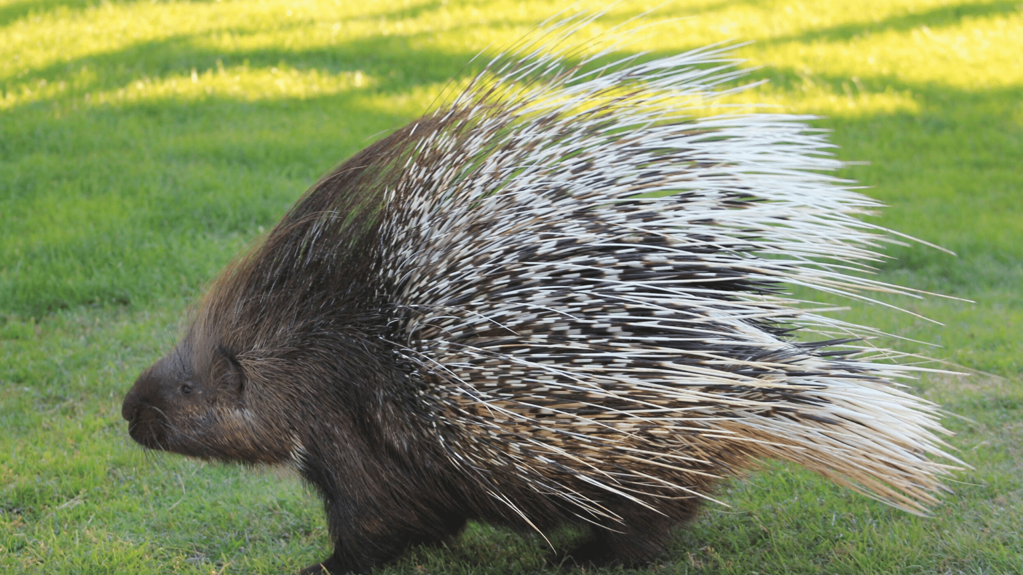 Porcupines