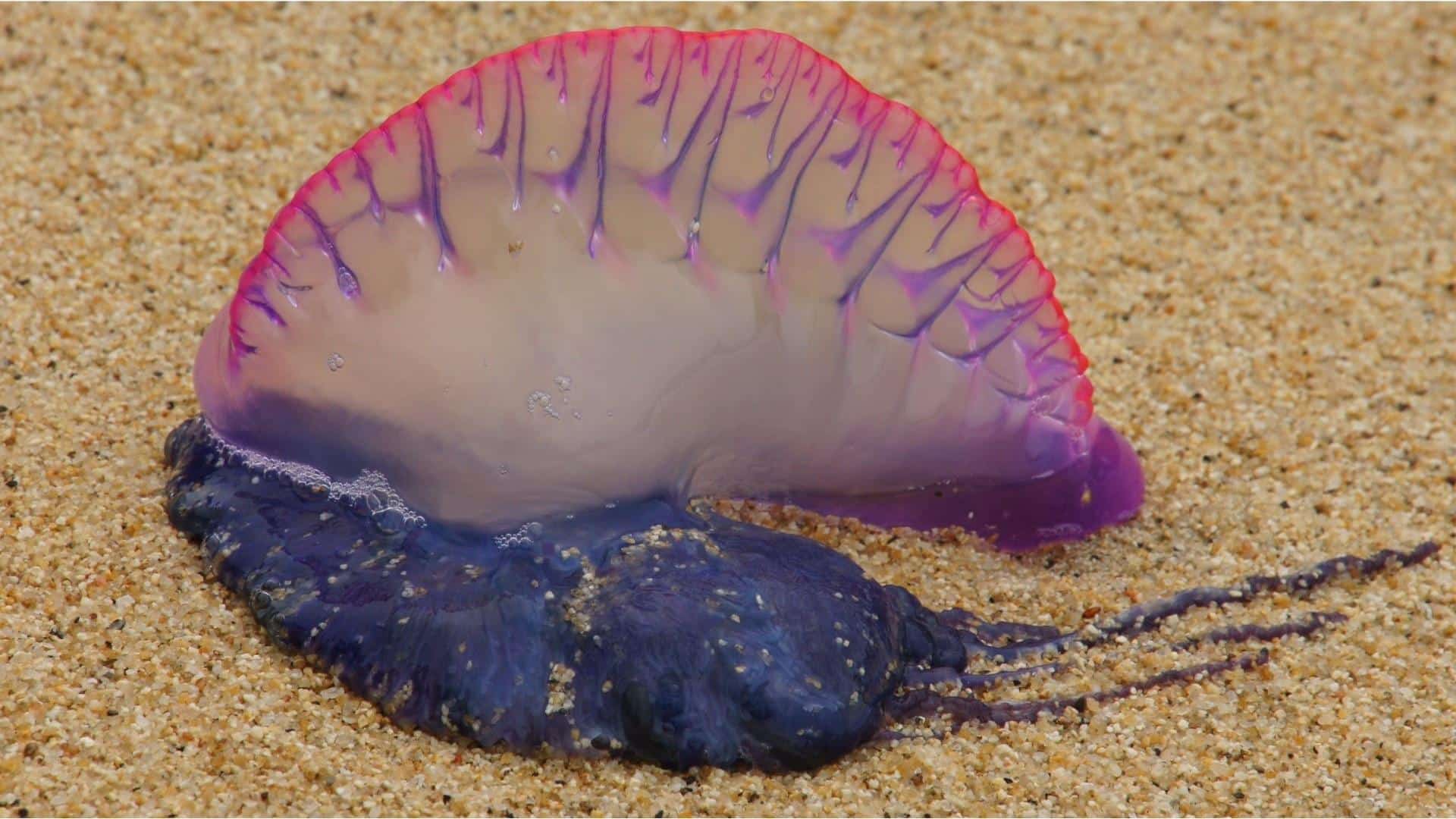 Portuguese Man O’ War