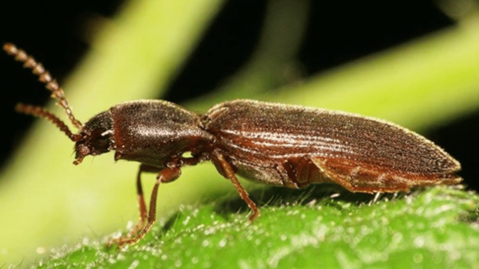 Powderpost Beetles

