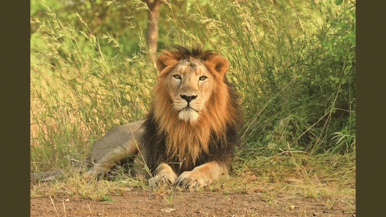 Predators and Threats to Asiatic Lions(featured image)