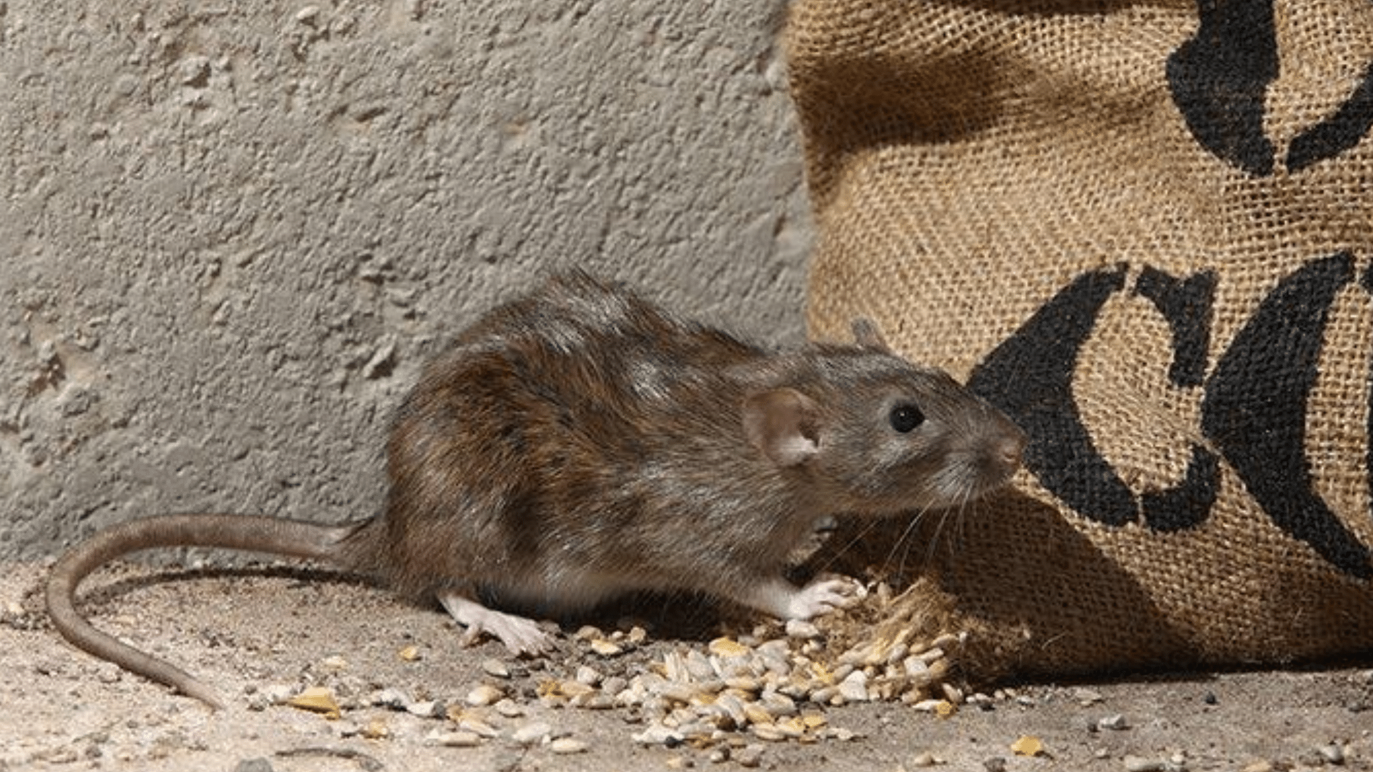 Property Damage Caused by Norway Rats
