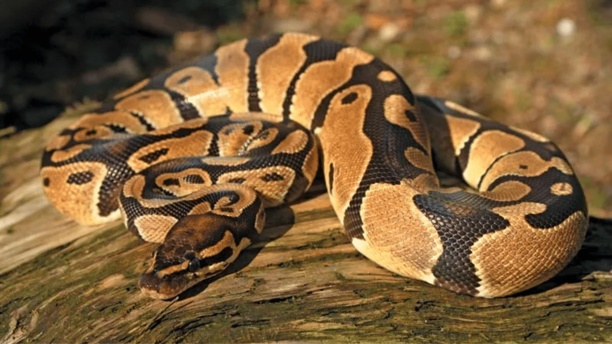 Pythons