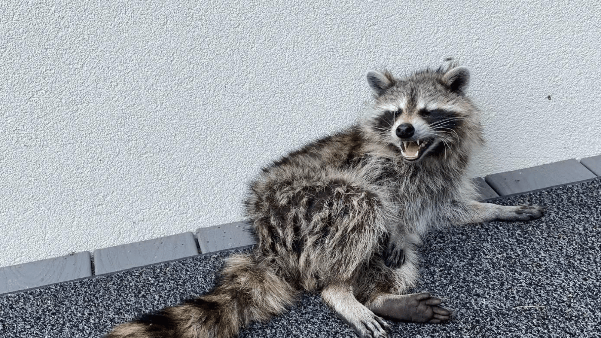 _Rabbies in raccoons