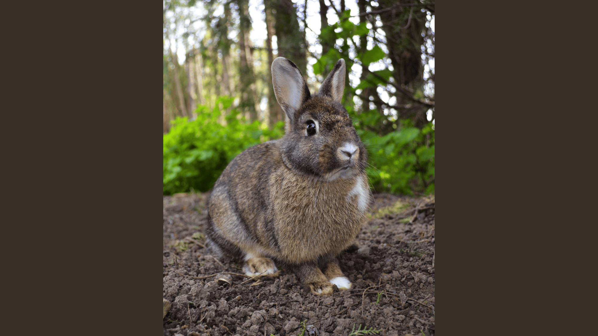 Rabbits