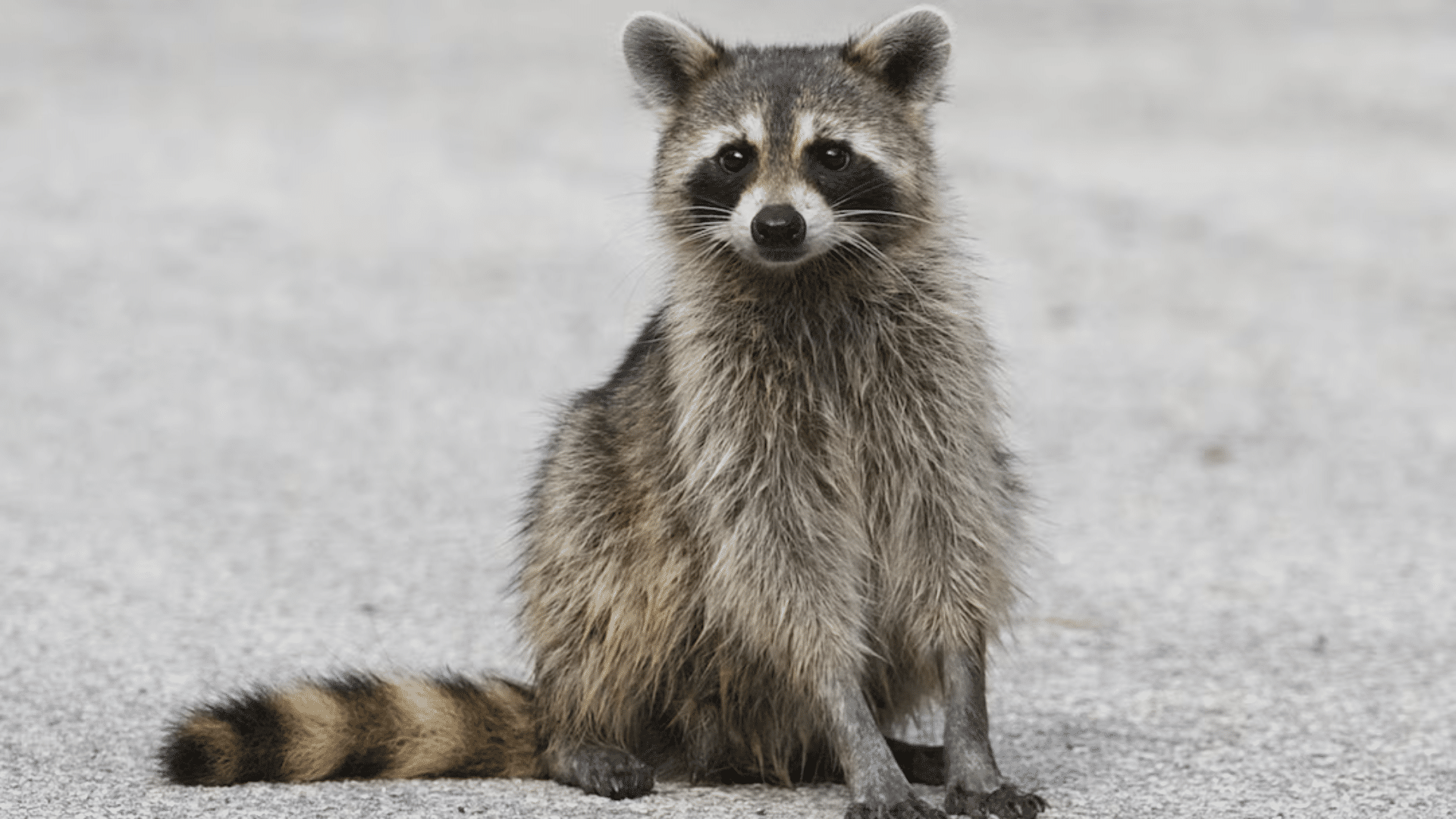 Raccoons
