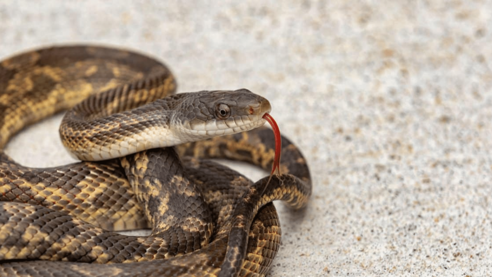 Rat Snakes
