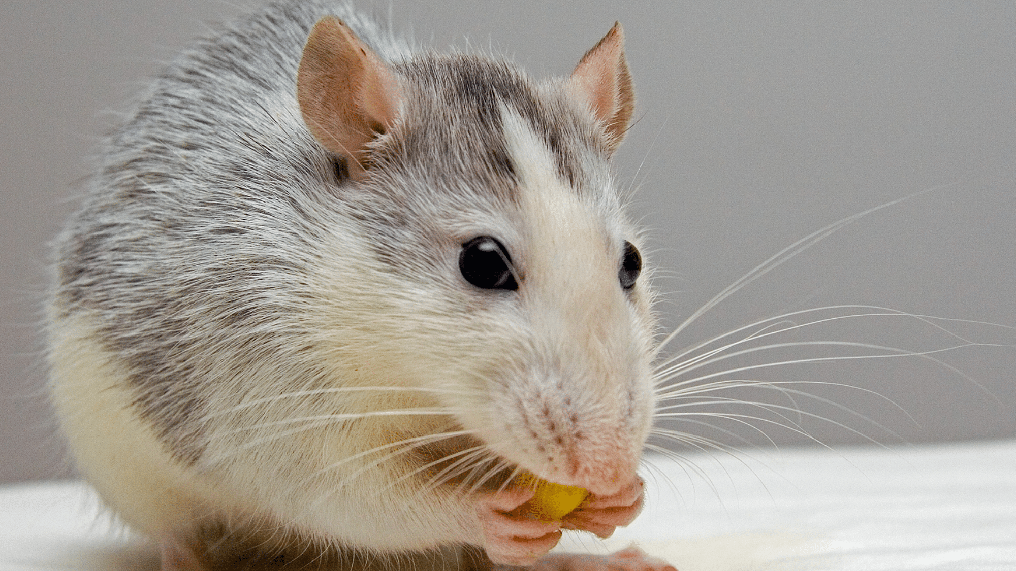 Rats