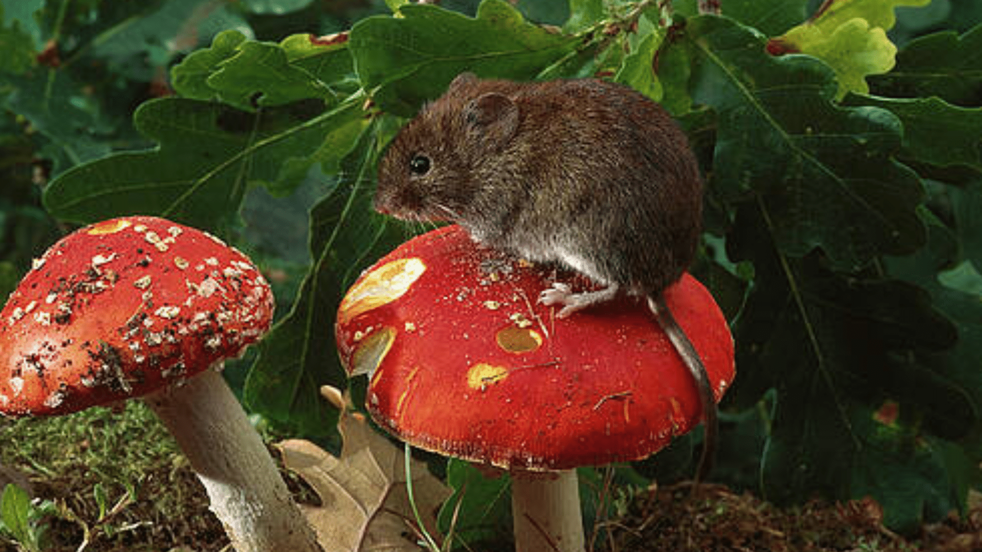Red-Backed Voles