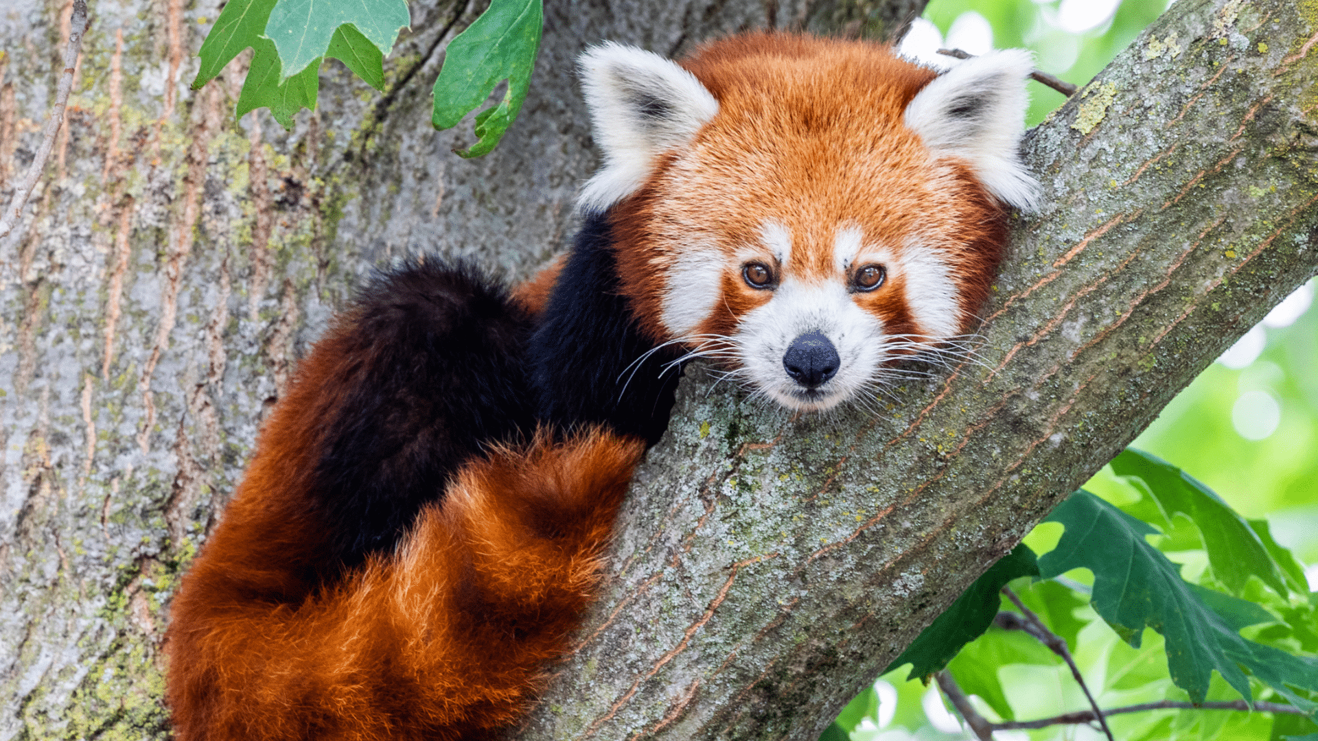 Red Panda