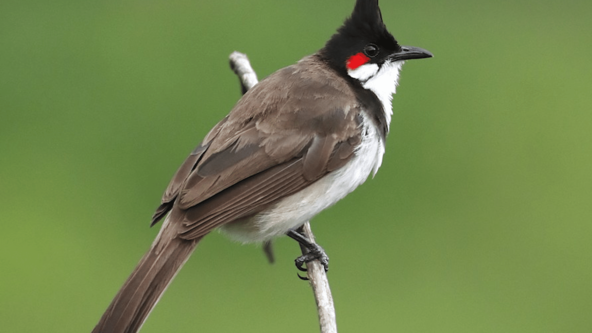Red-Whiskered Bulbul