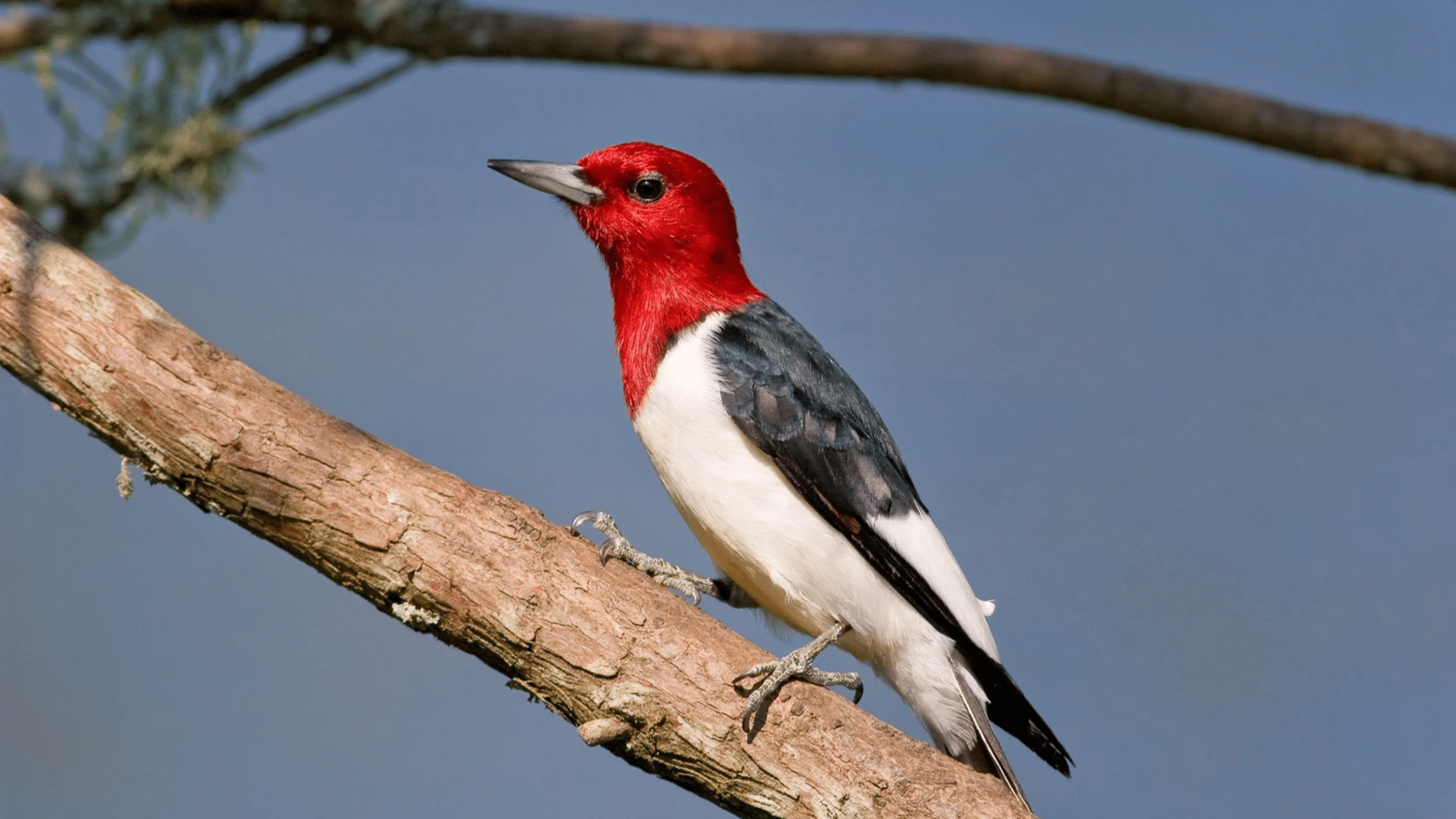 Red-headed Woodpeckers
