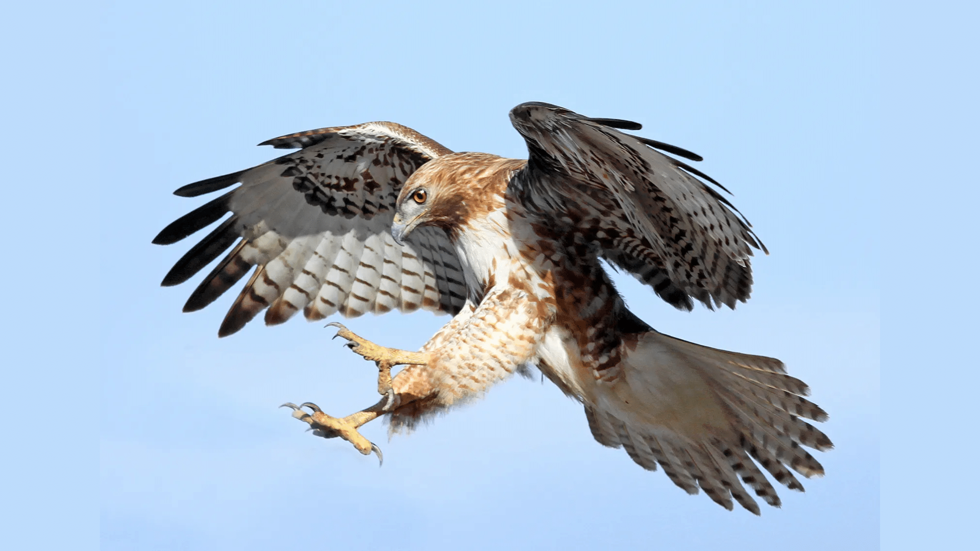 Red-tailed Hawk