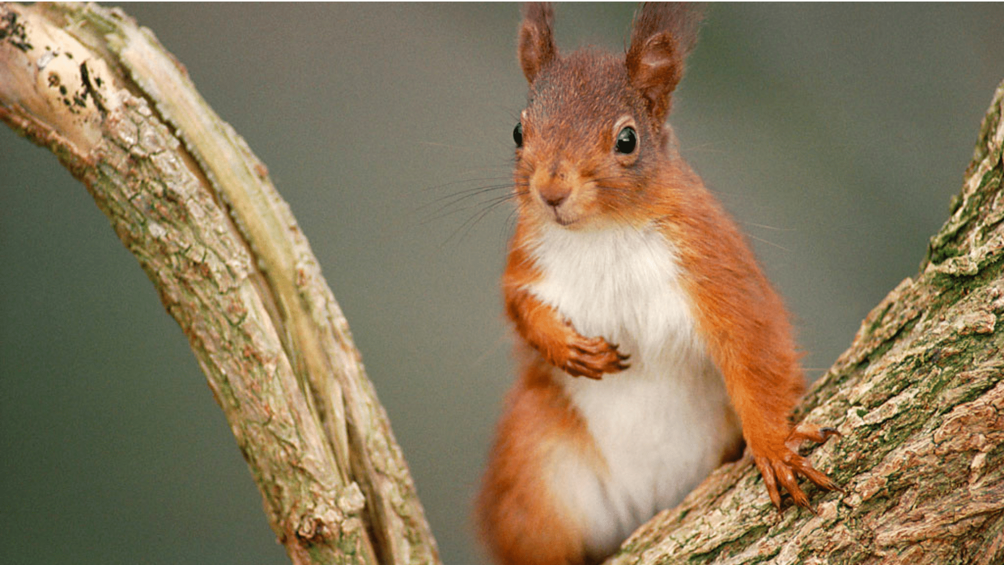 Red Squirrels