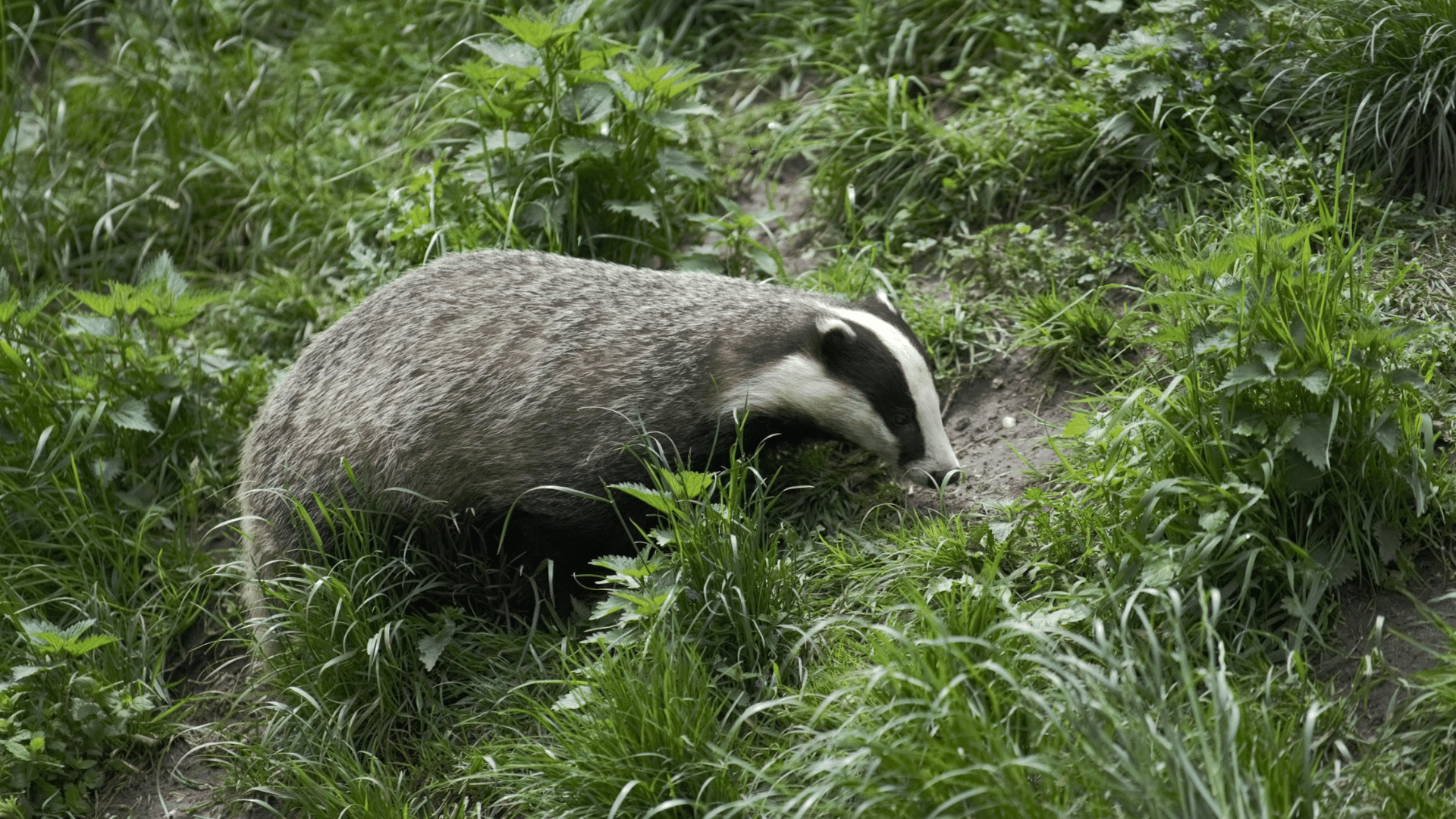 Reproduction, Life Cycle, and Seasonal Behavior
