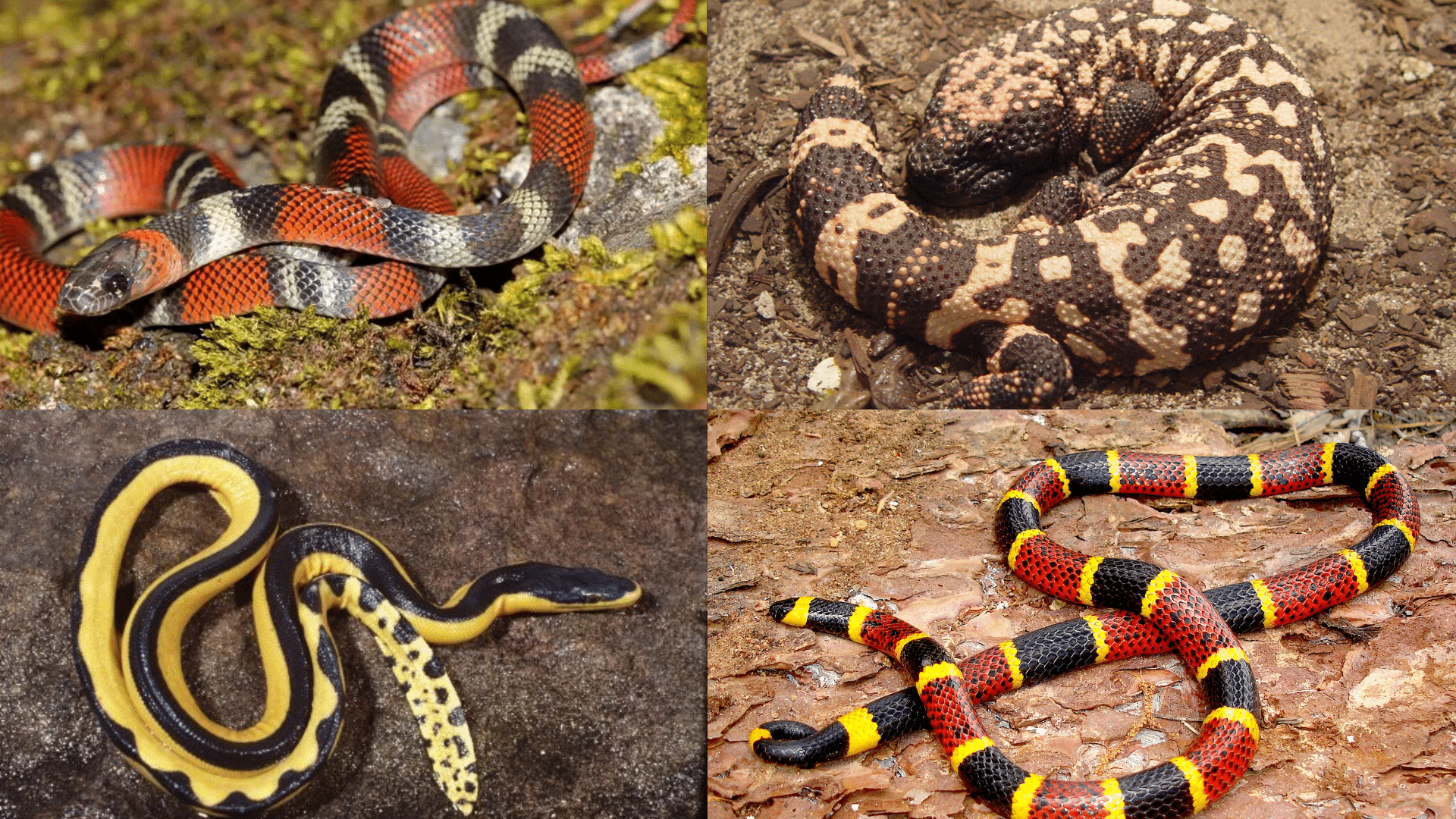 Reptiles