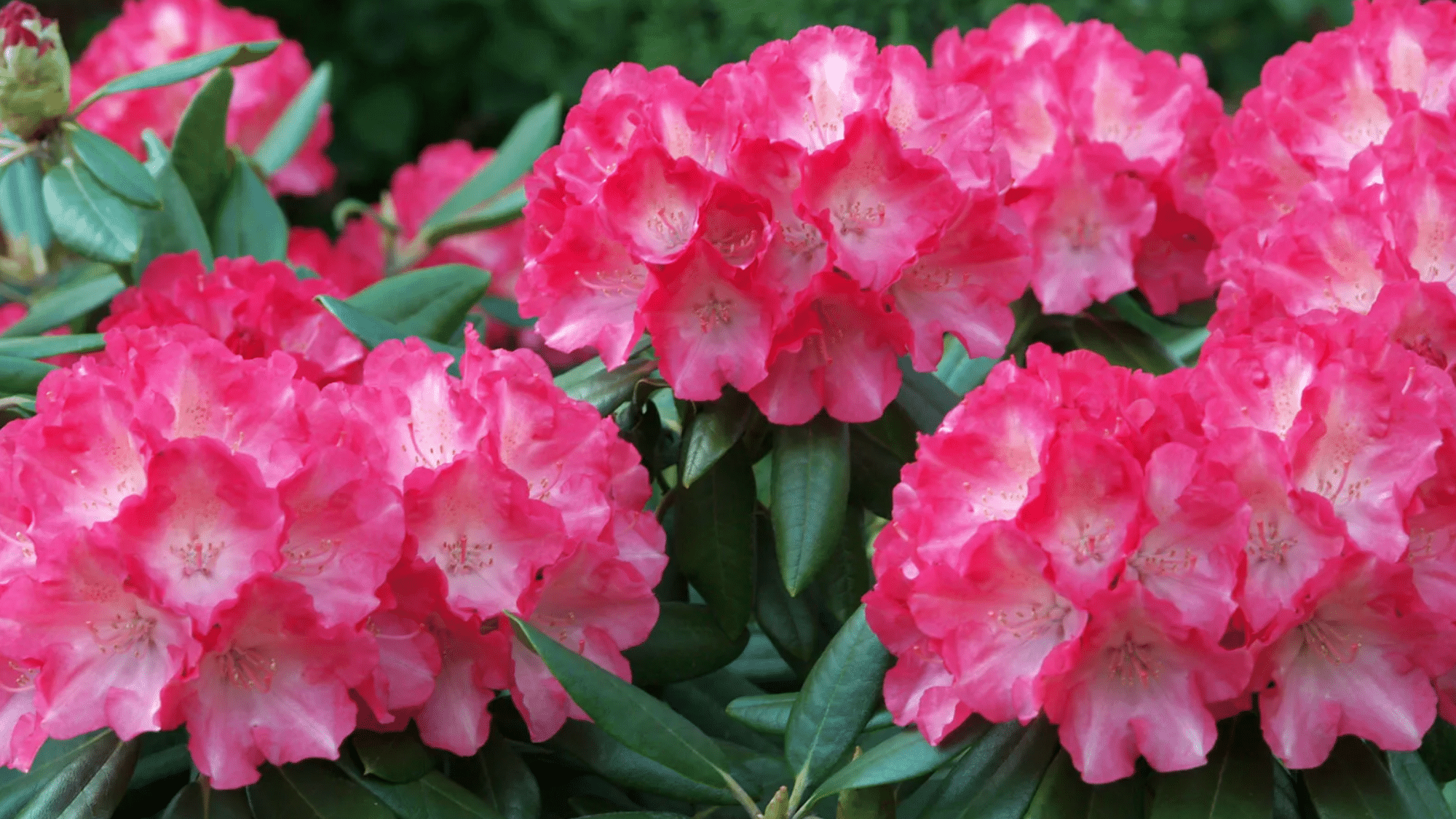 Rhododendron