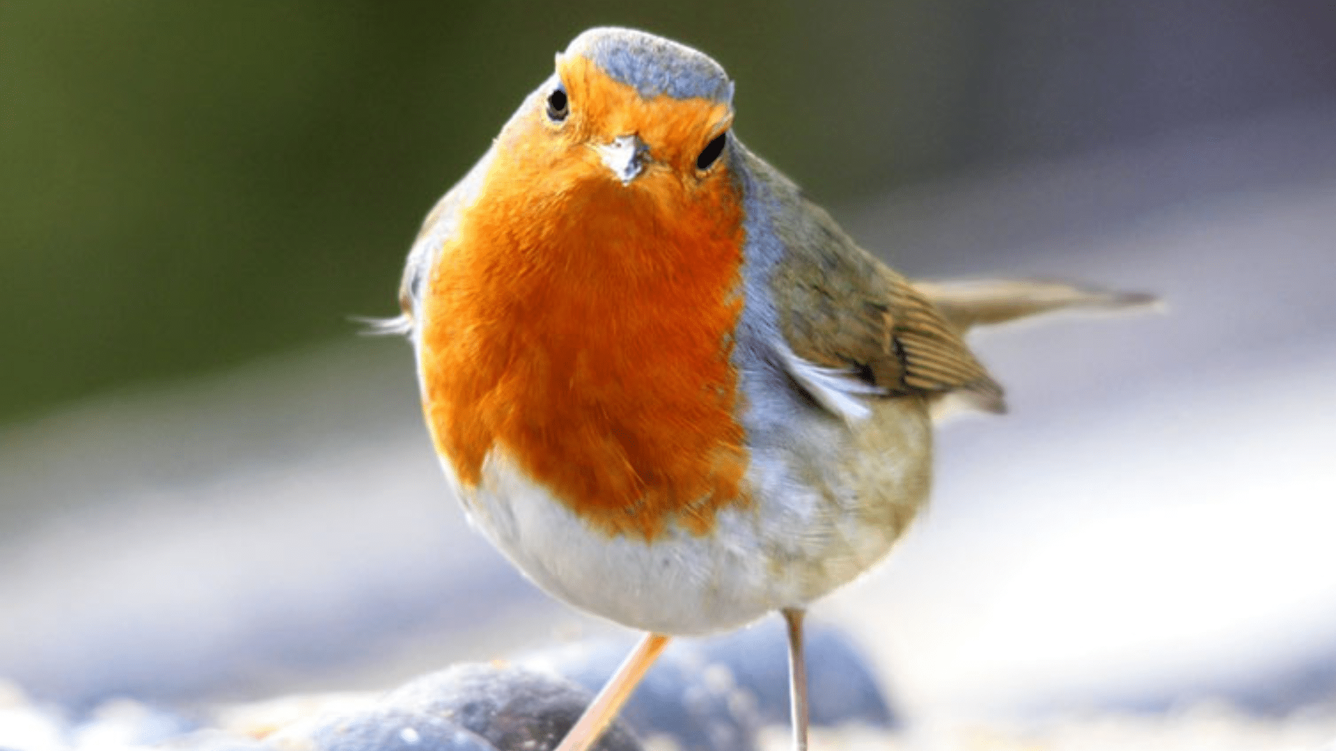 Robin