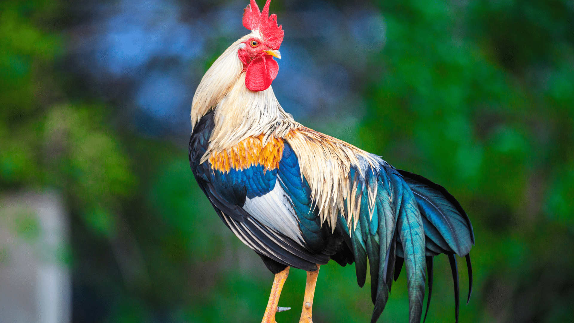 Rooster
