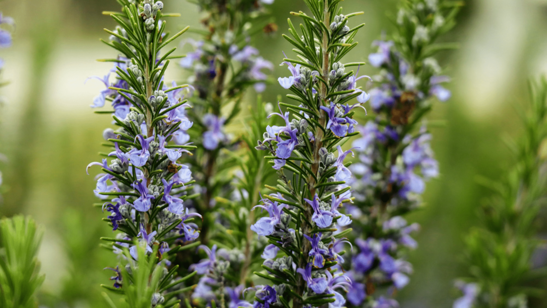 Rosemary: The Moisture Competitor
