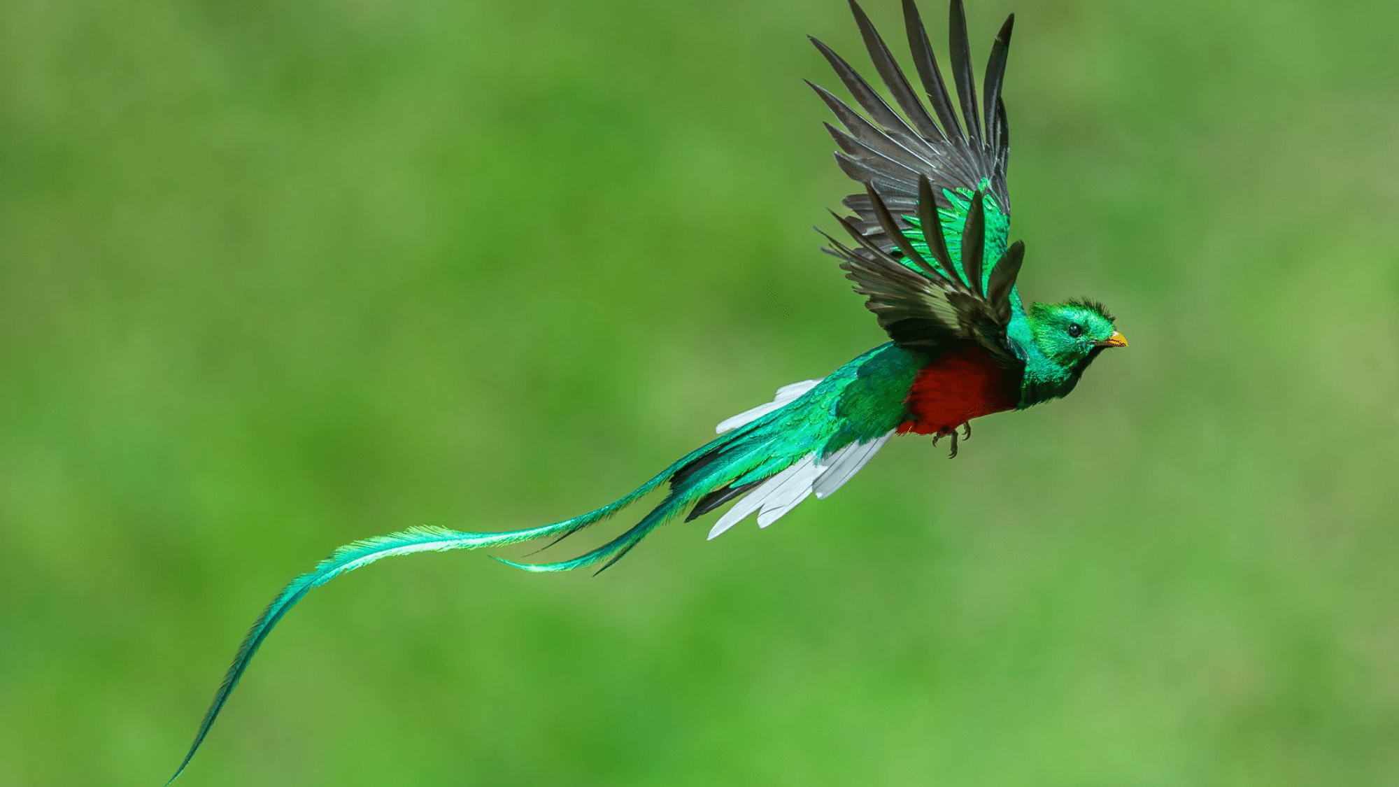 Royal Bird
