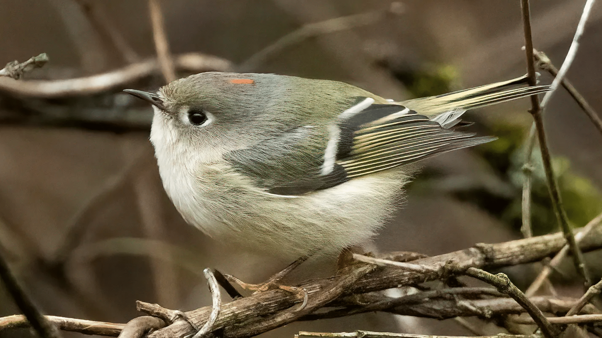 Ruby-crowned Kinglet