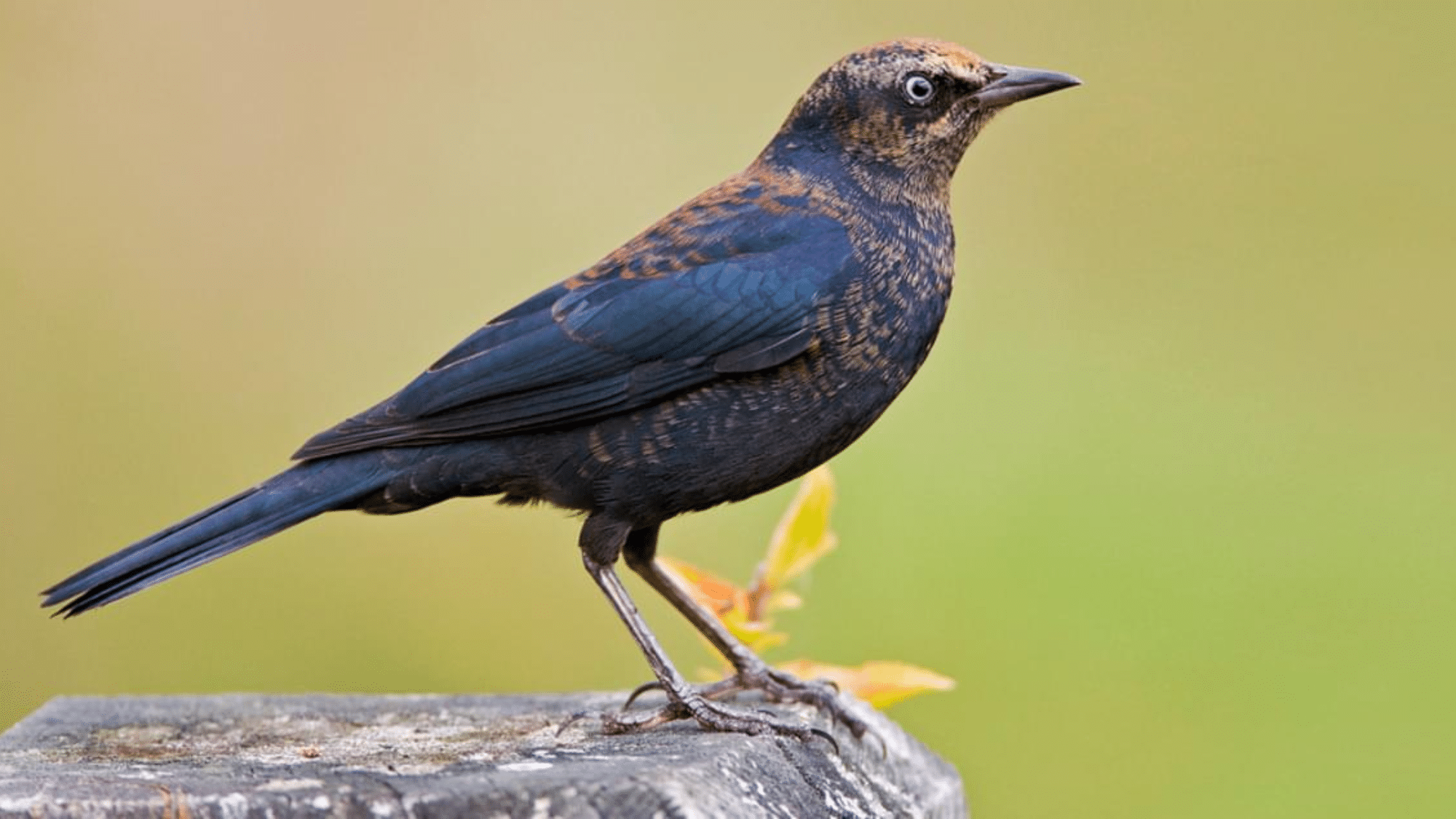 Rusty Blackbird