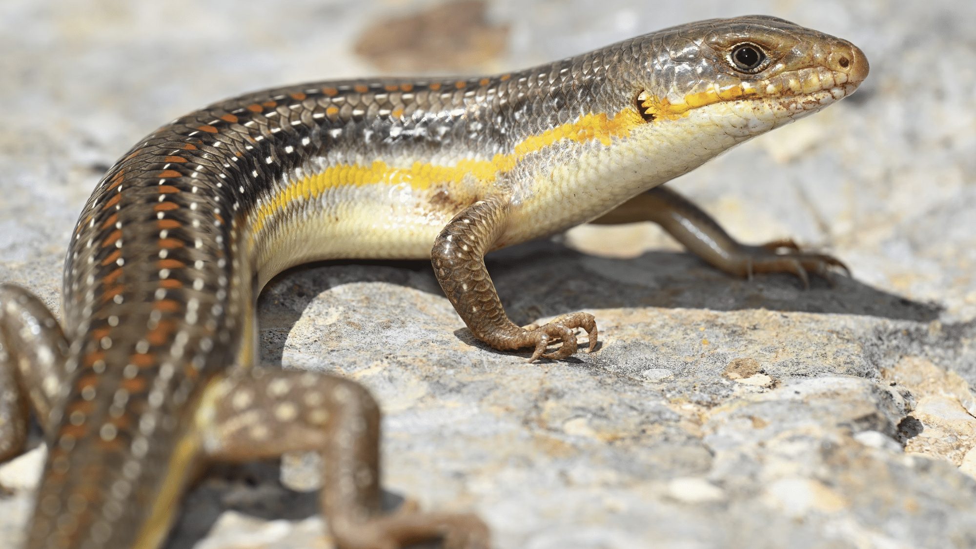 SKINK