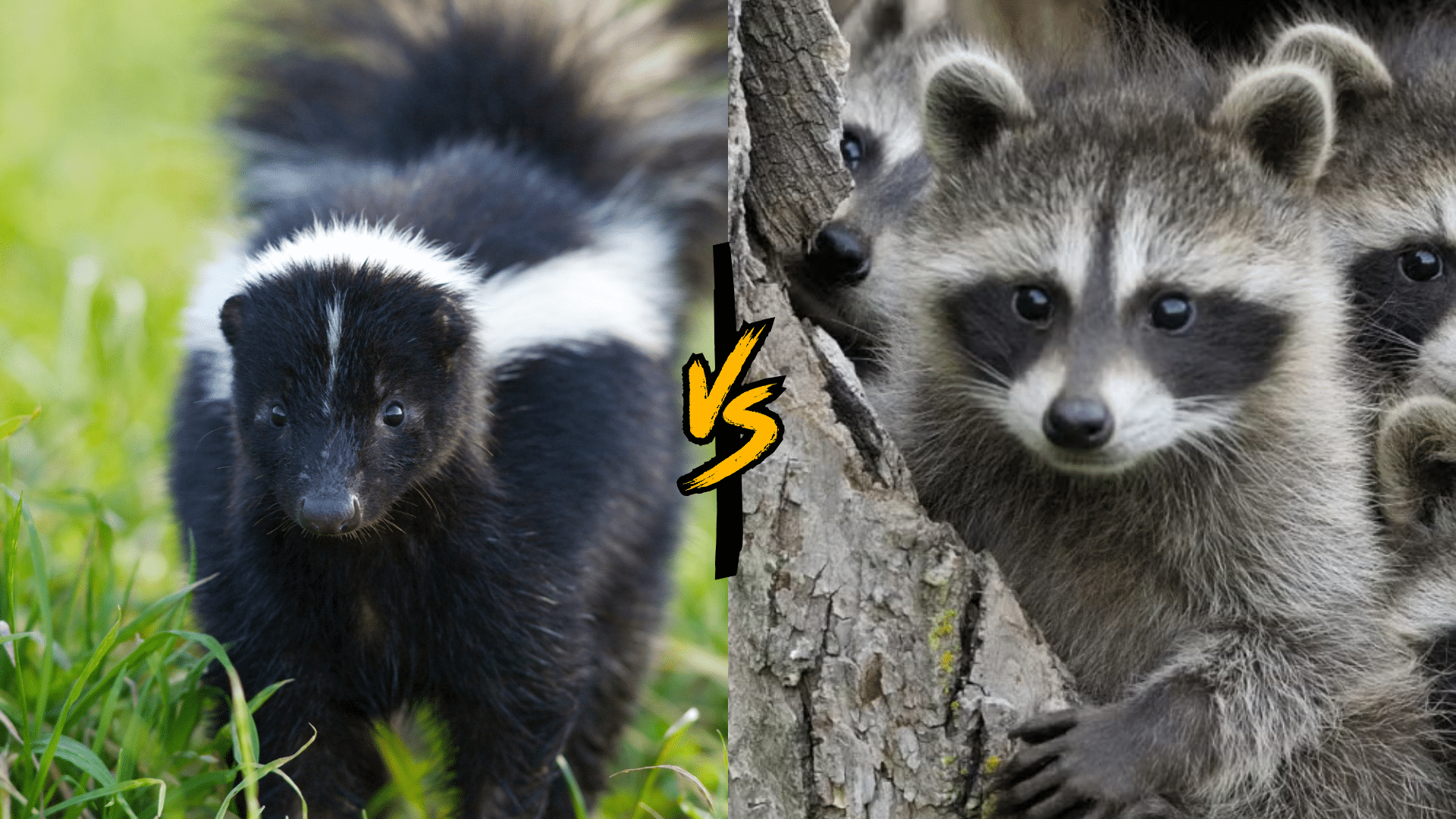 Skunk vs Raccoon: Identify the Differences?