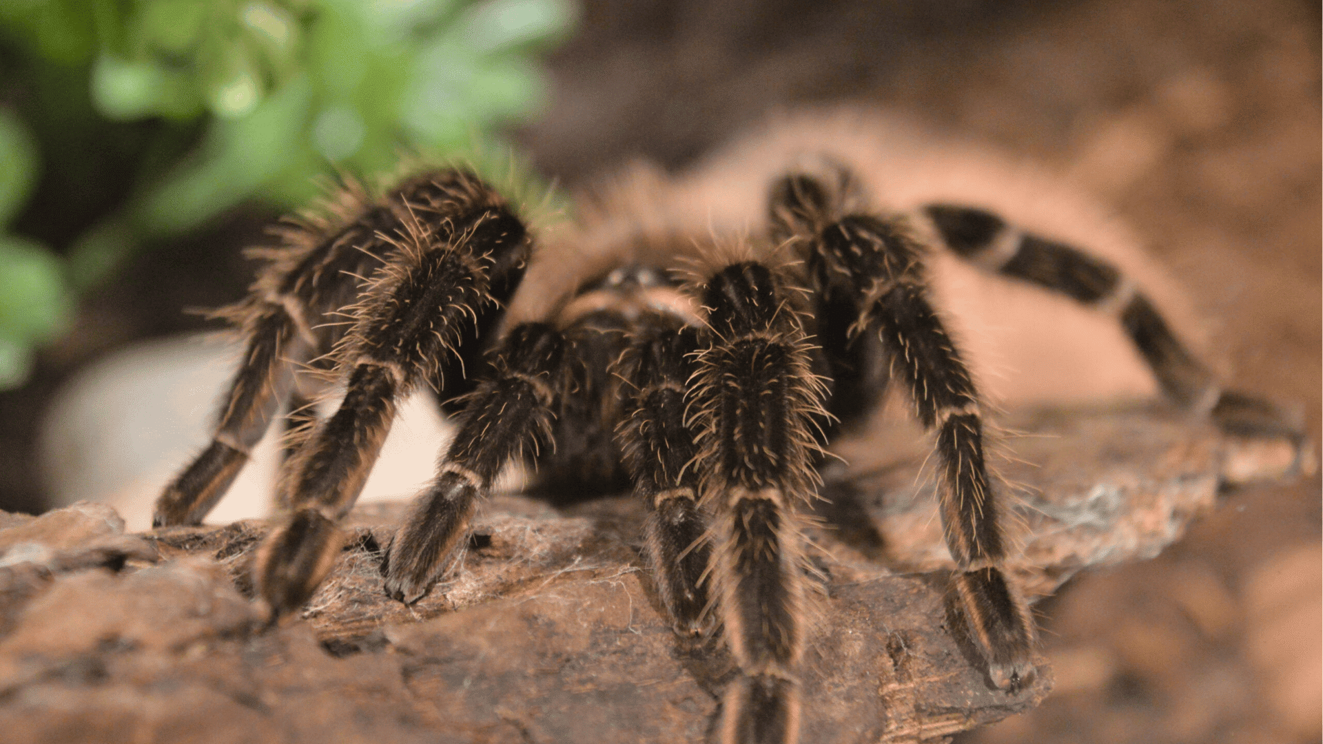 Salmon Pink Birdeater (Lasiodora Parahybana)
