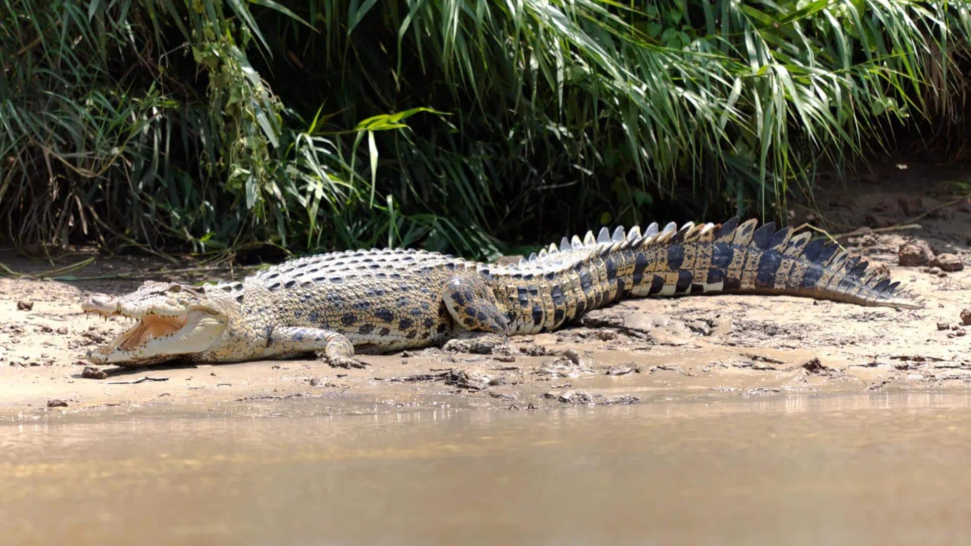 Saltwater Crocodile