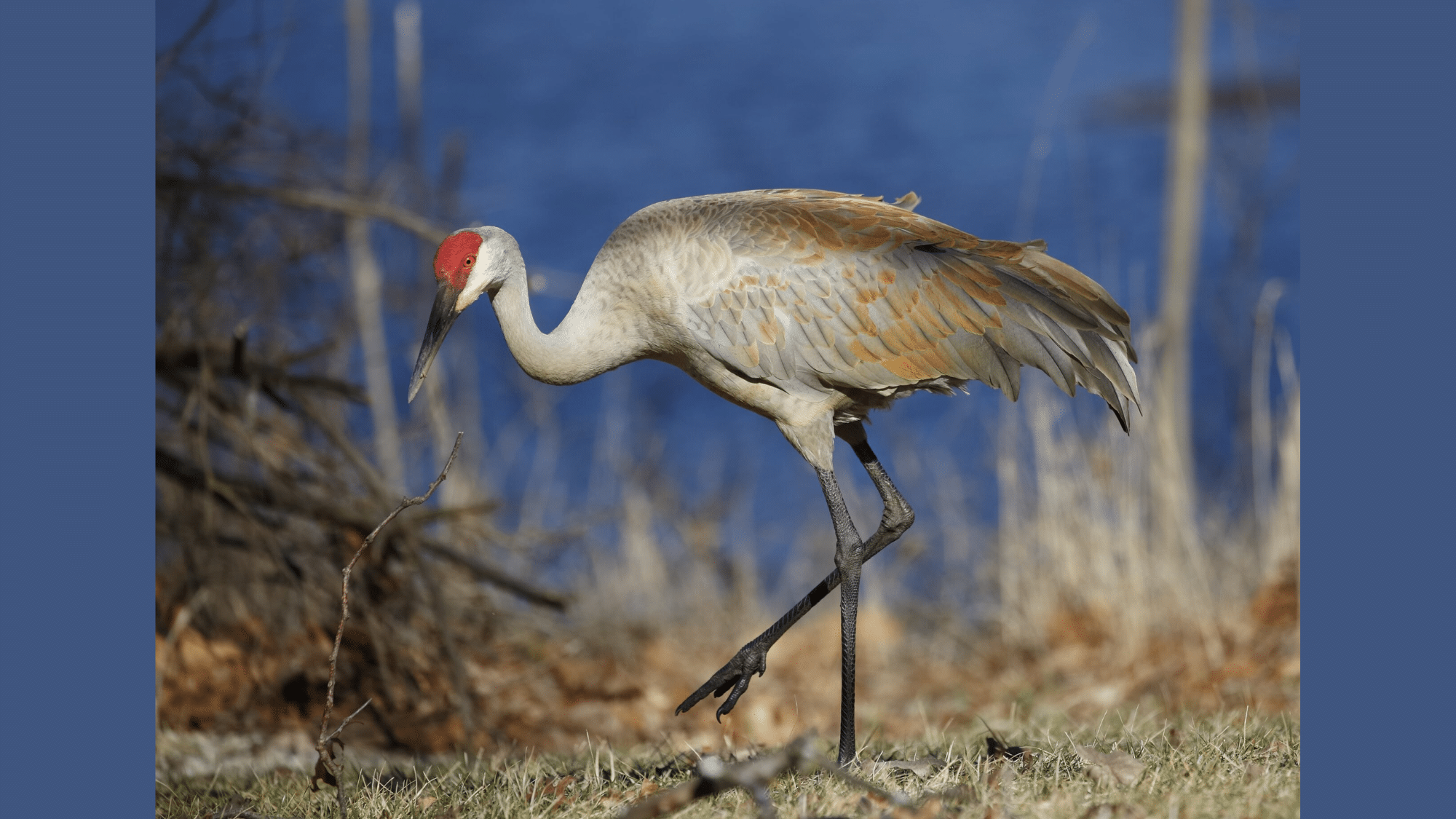 Sandhill Crane