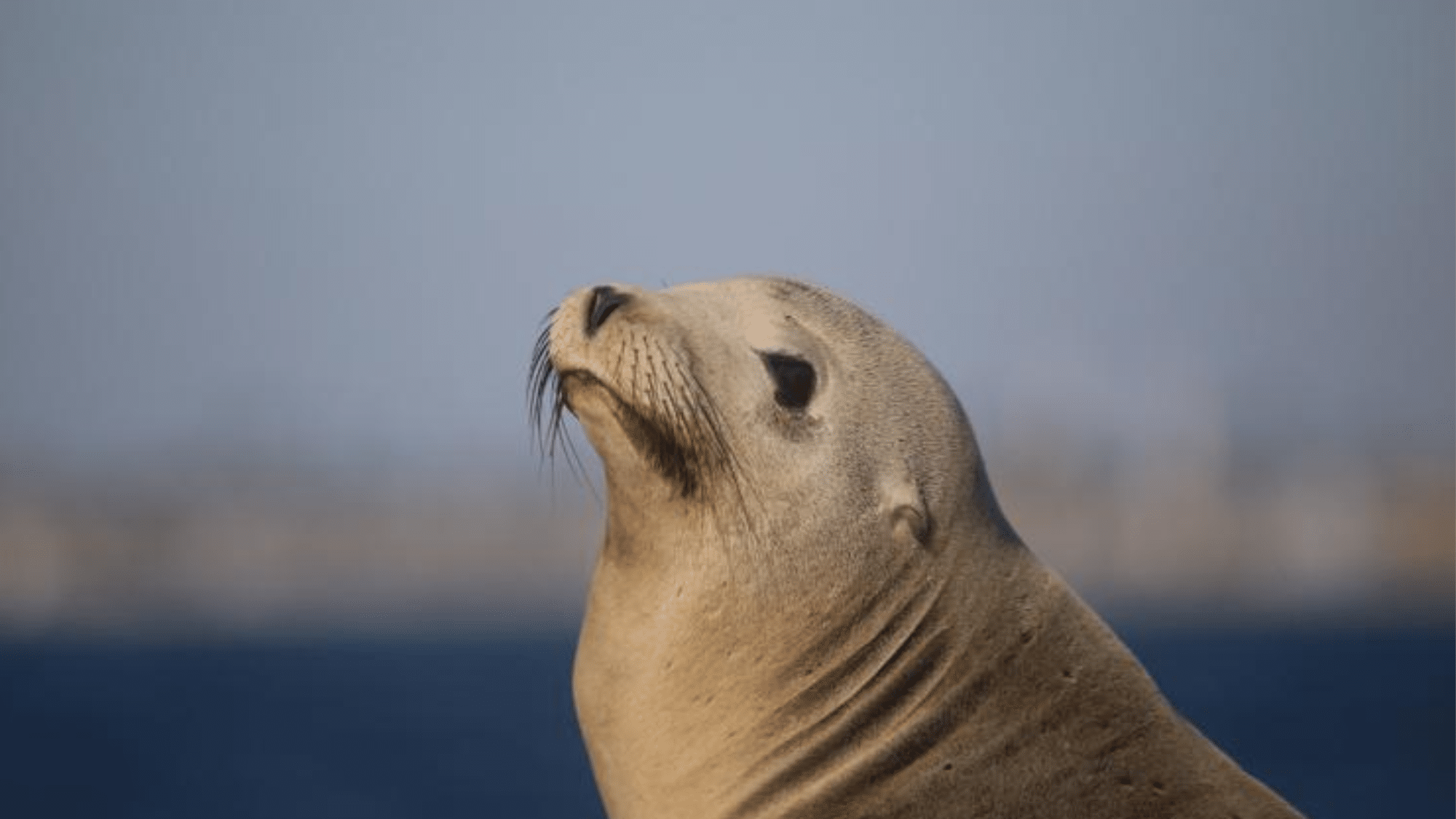 Sea Lion

