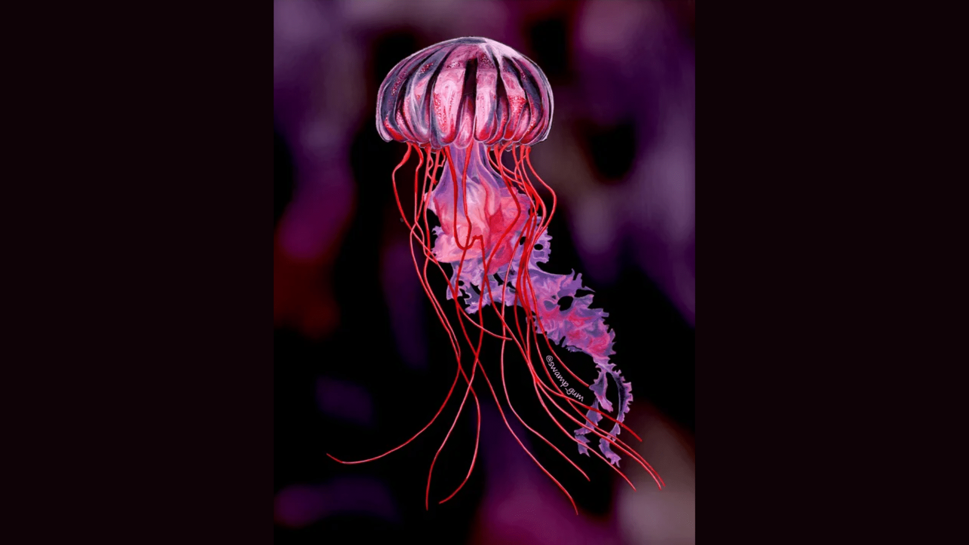 Sea Nettle Jellyfish (Chrysaora Quinquecirrha)

