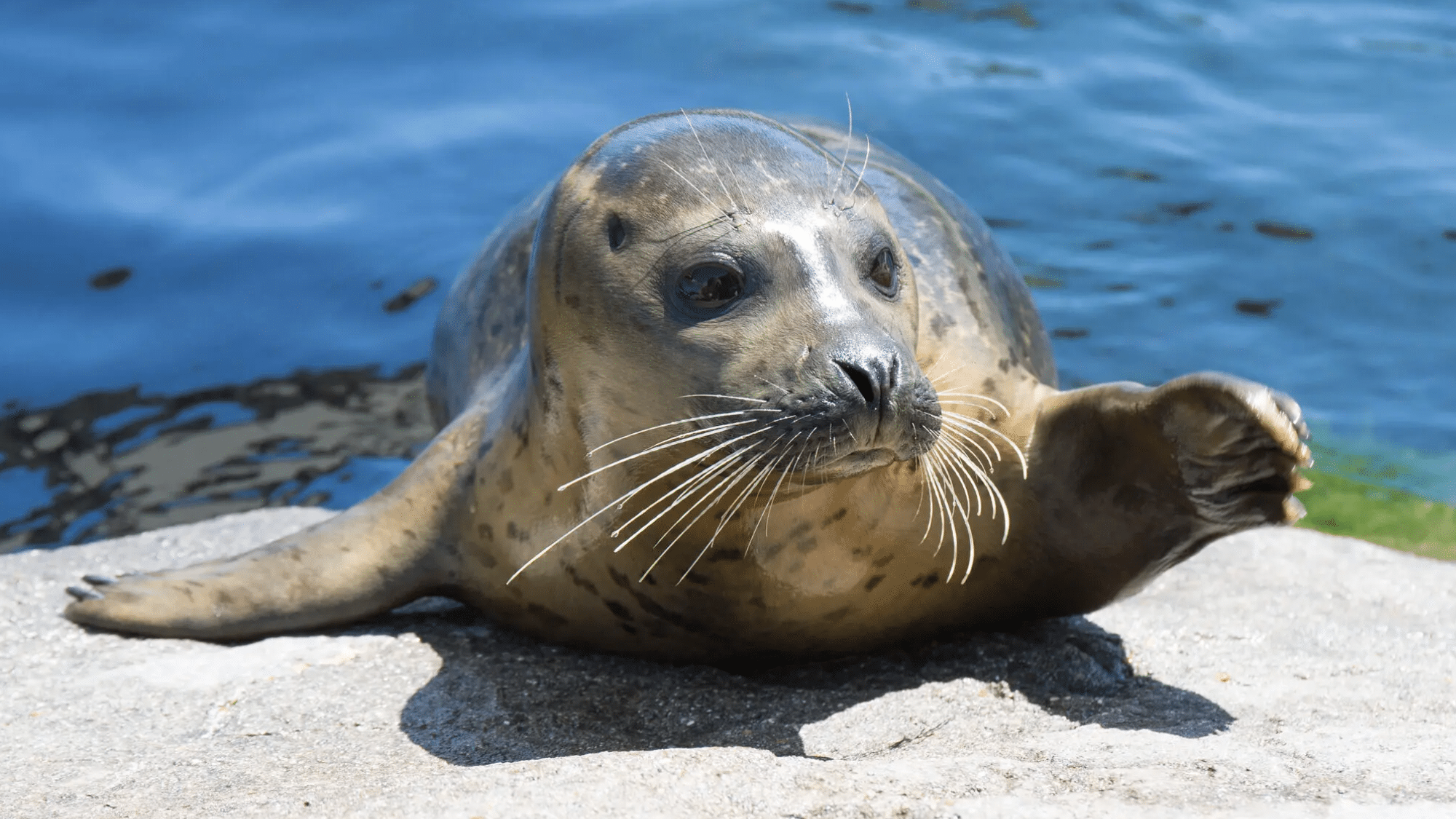 Seal (Such as Harbor Seal)
